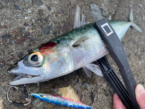 サバの釣果