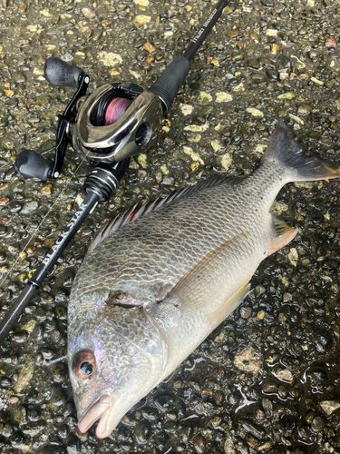 キビレの釣果