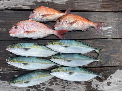 ハマチの釣果