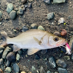 セイゴ(ヒラスズキ)の釣果