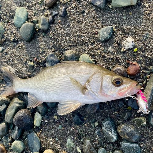 セイゴ（ヒラスズキ）の釣果