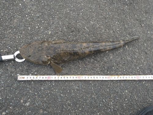 マゴチの釣果