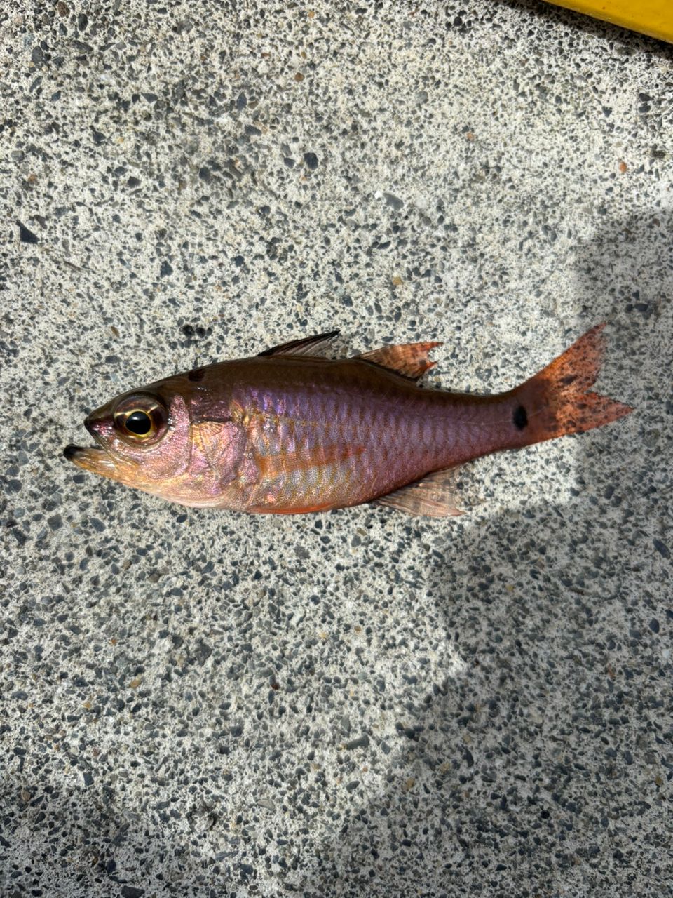 クロホシイシモチ