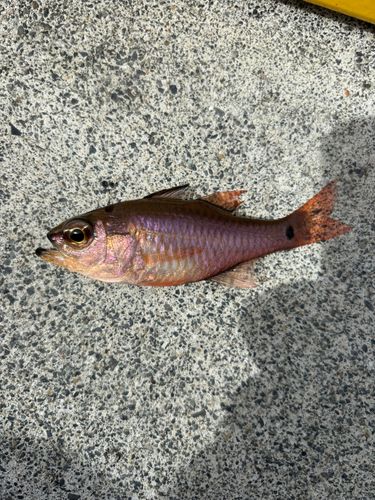 クロホシイシモチの釣果