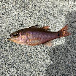 クロホシイシモチ