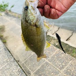 スモールマウスバス