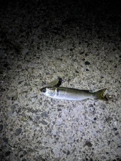 ボラの釣果
