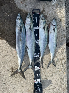 サゴシの釣果