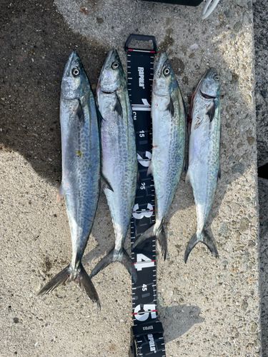 サゴシの釣果