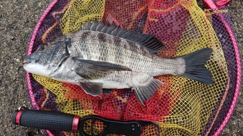 クロダイの釣果