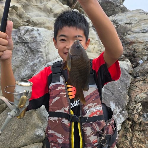 スズメダイの釣果