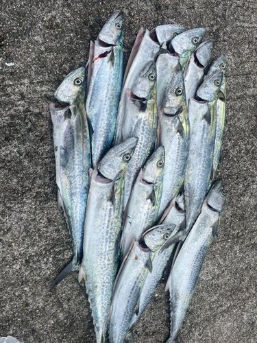 サゴシの釣果