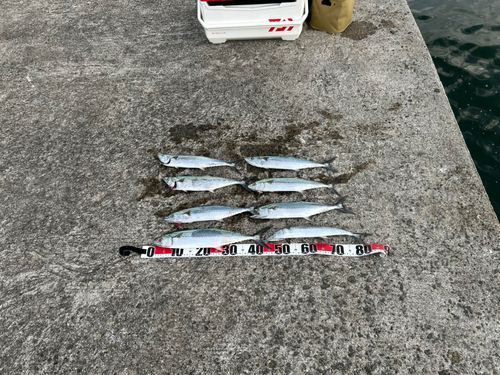 サワラの釣果
