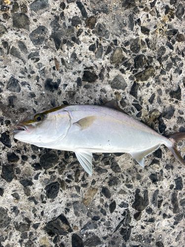 ネリゴの釣果