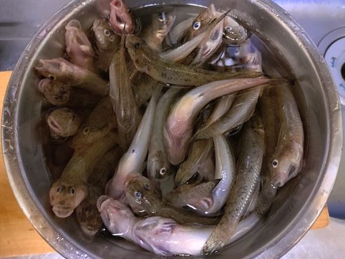 マハゼの釣果