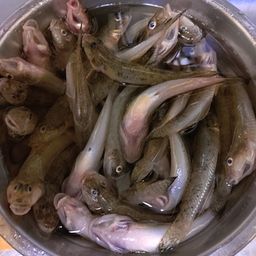 マハゼ