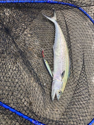 サゴシの釣果