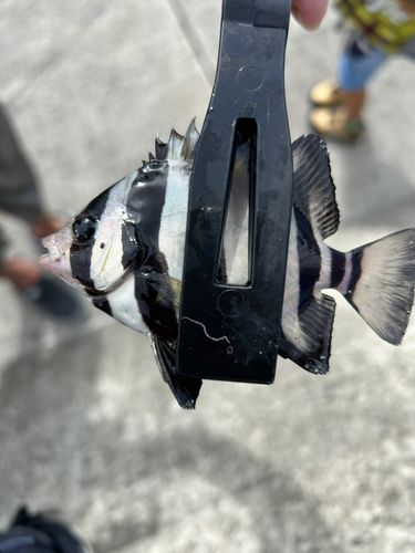志津川湾