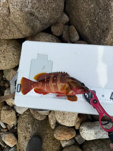 アカハタの釣果