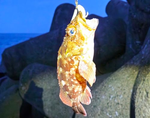 ガシラの釣果