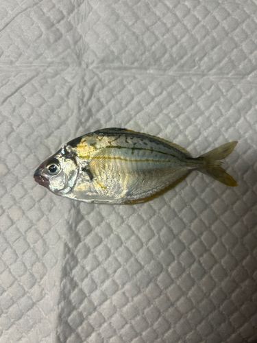 ヒイラギの釣果