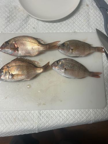 チャリコの釣果