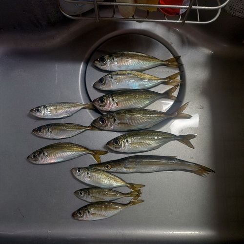 アジの釣果