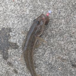 マハゼ
