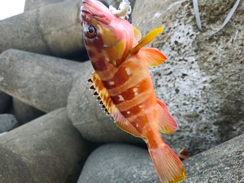 アカハタの釣果