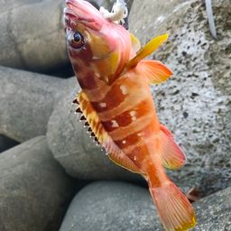 アカハタ