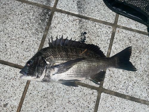 チヌの釣果