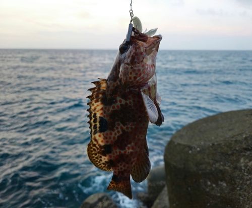 ノミノクチの釣果
