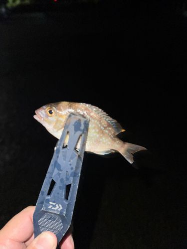 チャリコの釣果