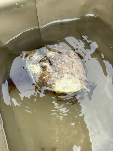カワハギの釣果