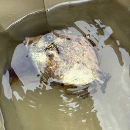 カワハギ