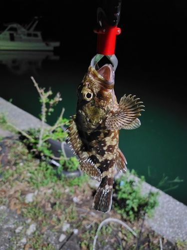 カサゴの釣果