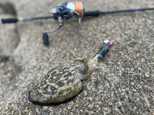 コウイカの釣果