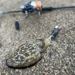 コウイカ