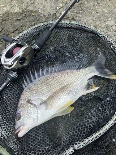 キビレの釣果