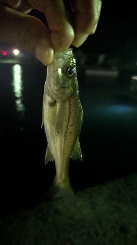 セイゴ（マルスズキ）の釣果