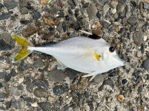 ギマの釣果