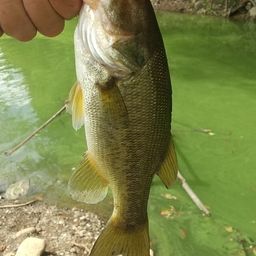 ラージマウスバス