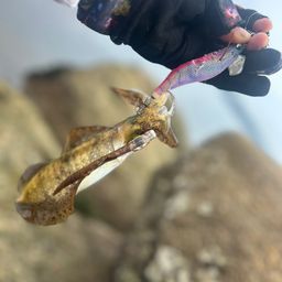 アオリイカ