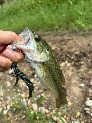 ブラックバスの釣果
