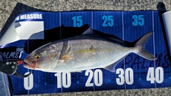 ショゴの釣果