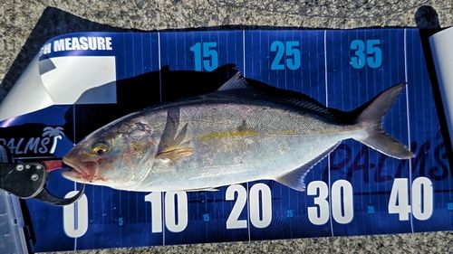 ショゴの釣果