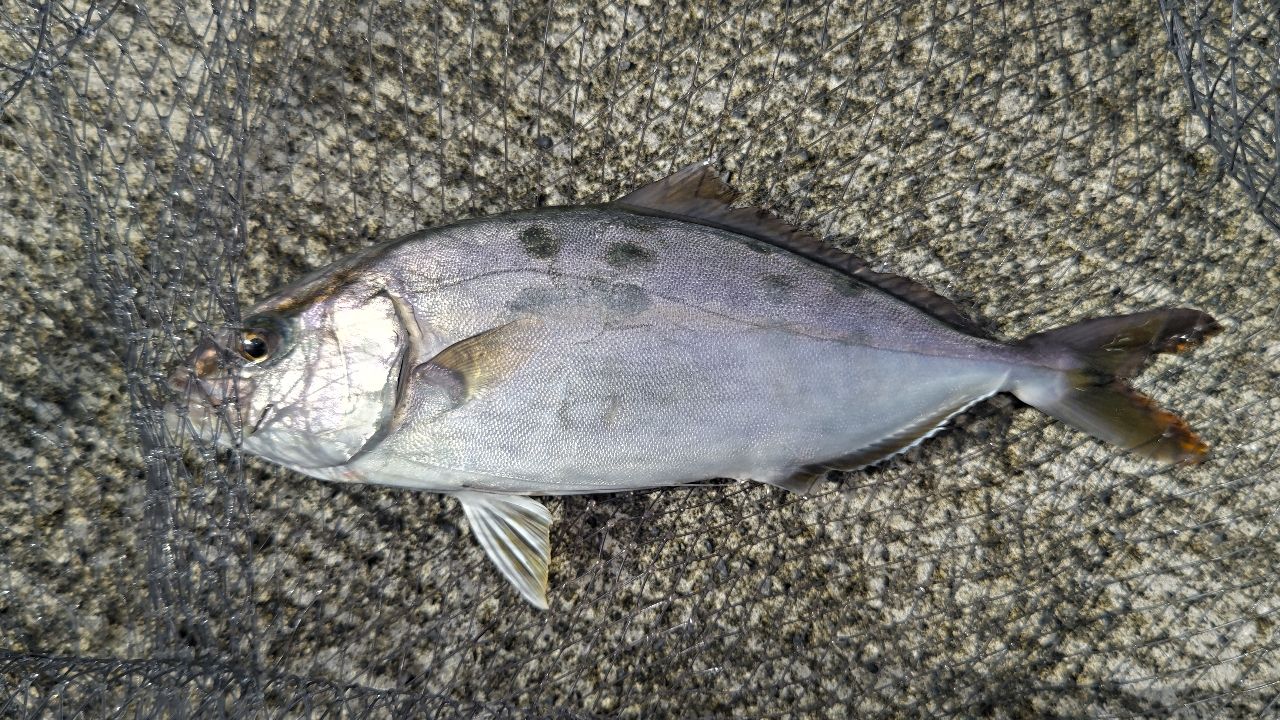 ショゴ