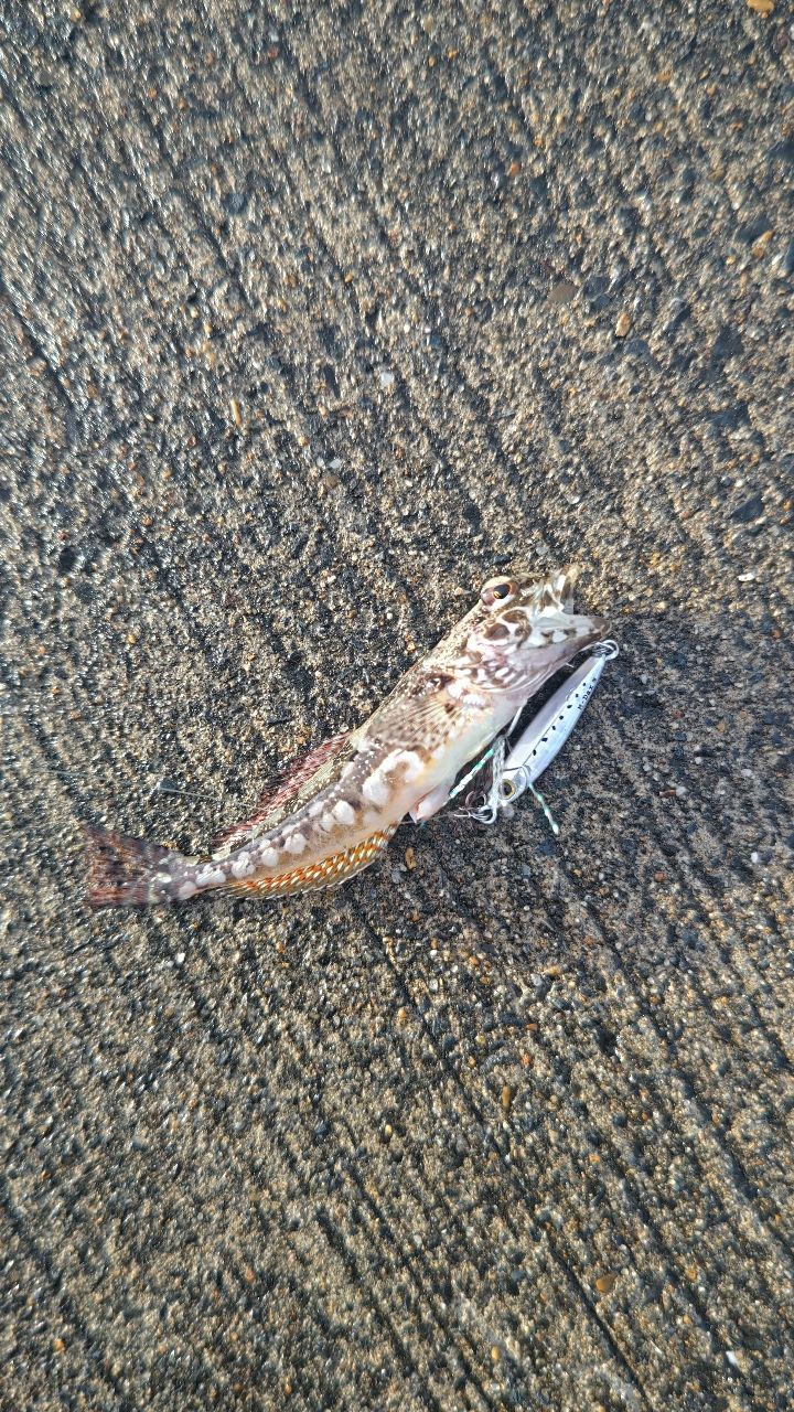 ショゴ