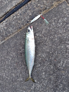 サバの釣果