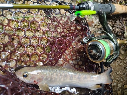 イワナの釣果